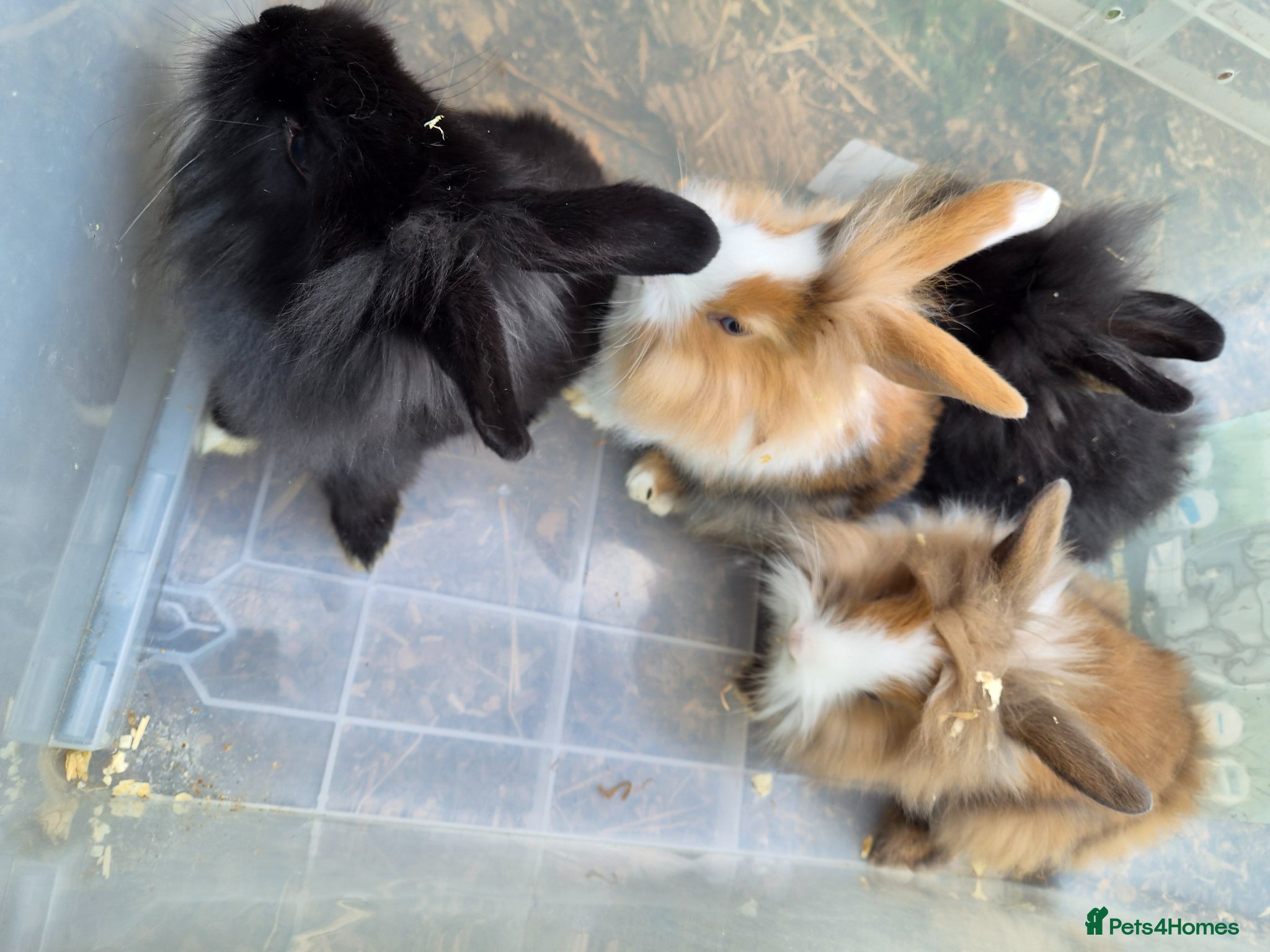 Lionhead rabbits for sale: 5 baby lion heads for sale £60 each  in Manchester - Advert 2