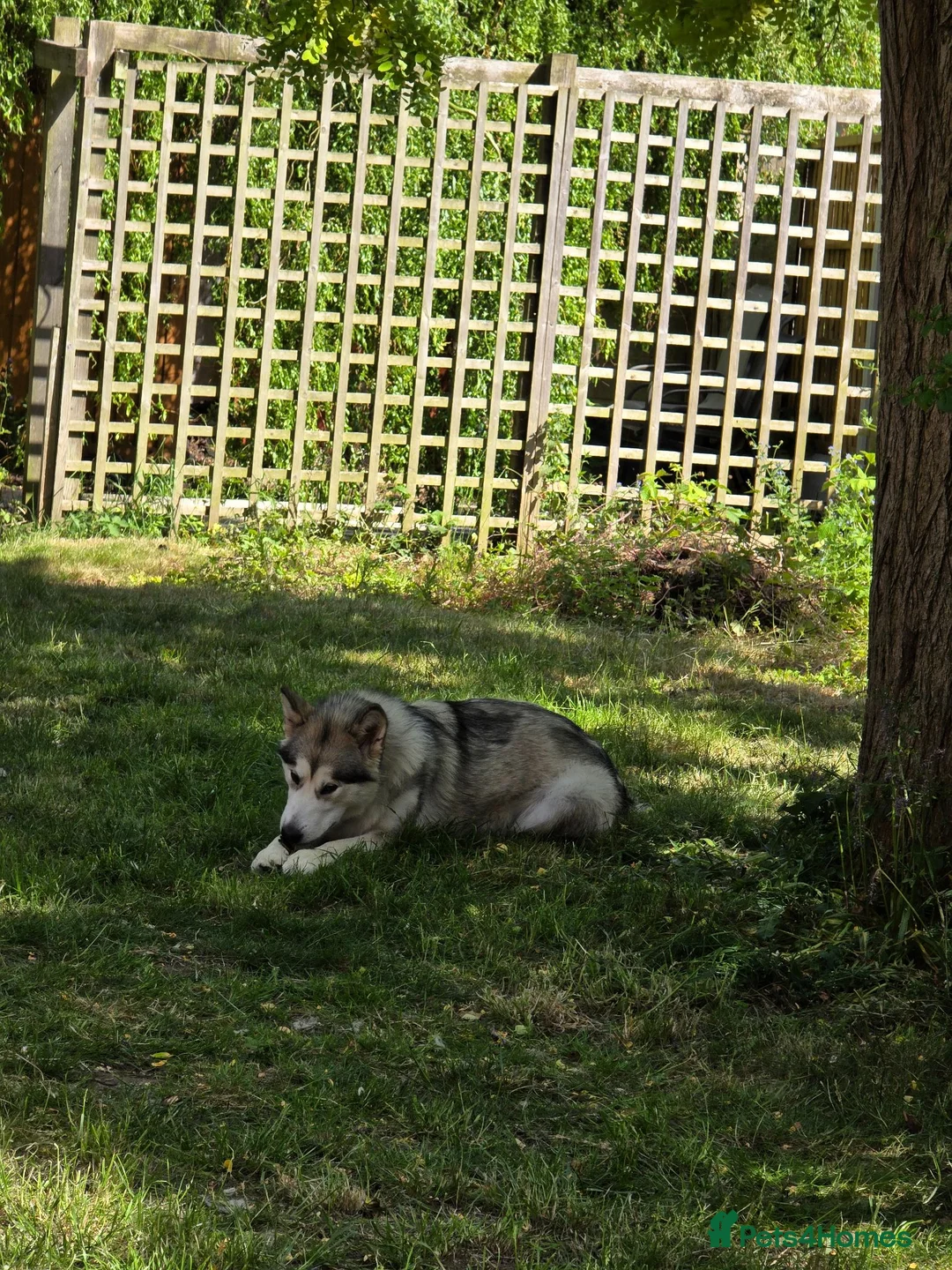 Alaskan Malamute dogs for sale: Female alaskan malamute  in Derby - Advert 2