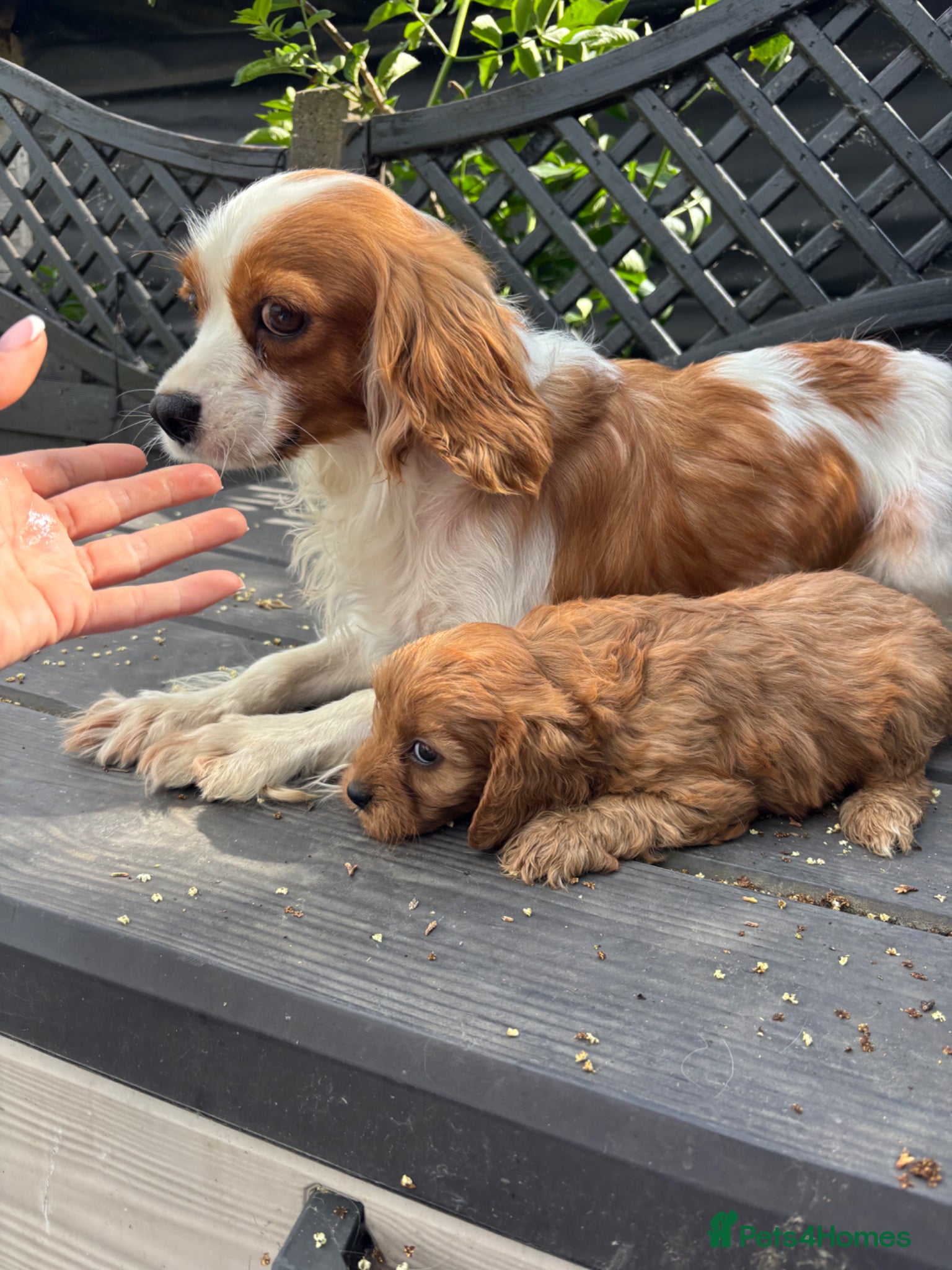 Cavapoo dogs Beautiful red girls and boys available  - Advert 2