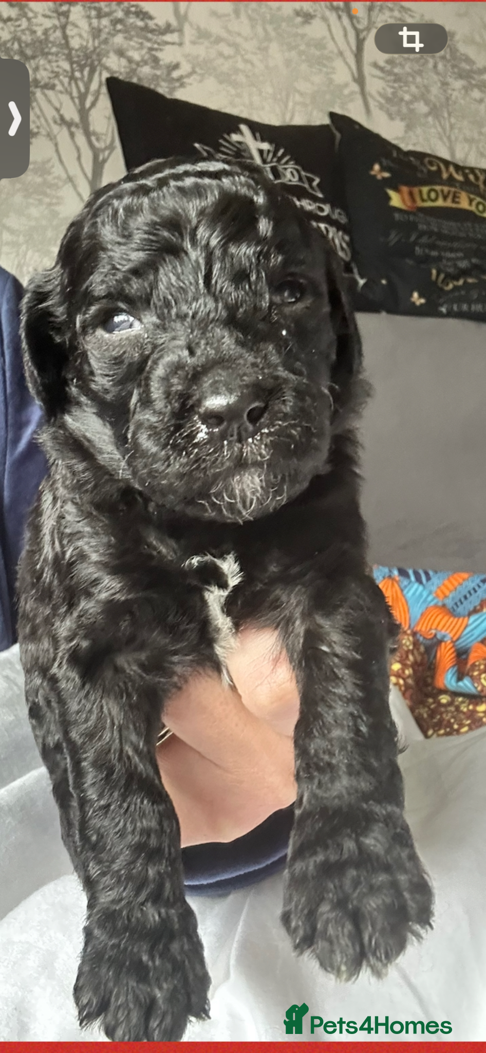 Labradoodle dogs  f1bb standard labradoodles - silver & apricots - Advert 2