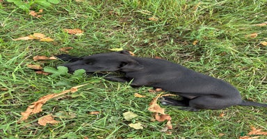 Patterdale Terrier dogs - Advert 12