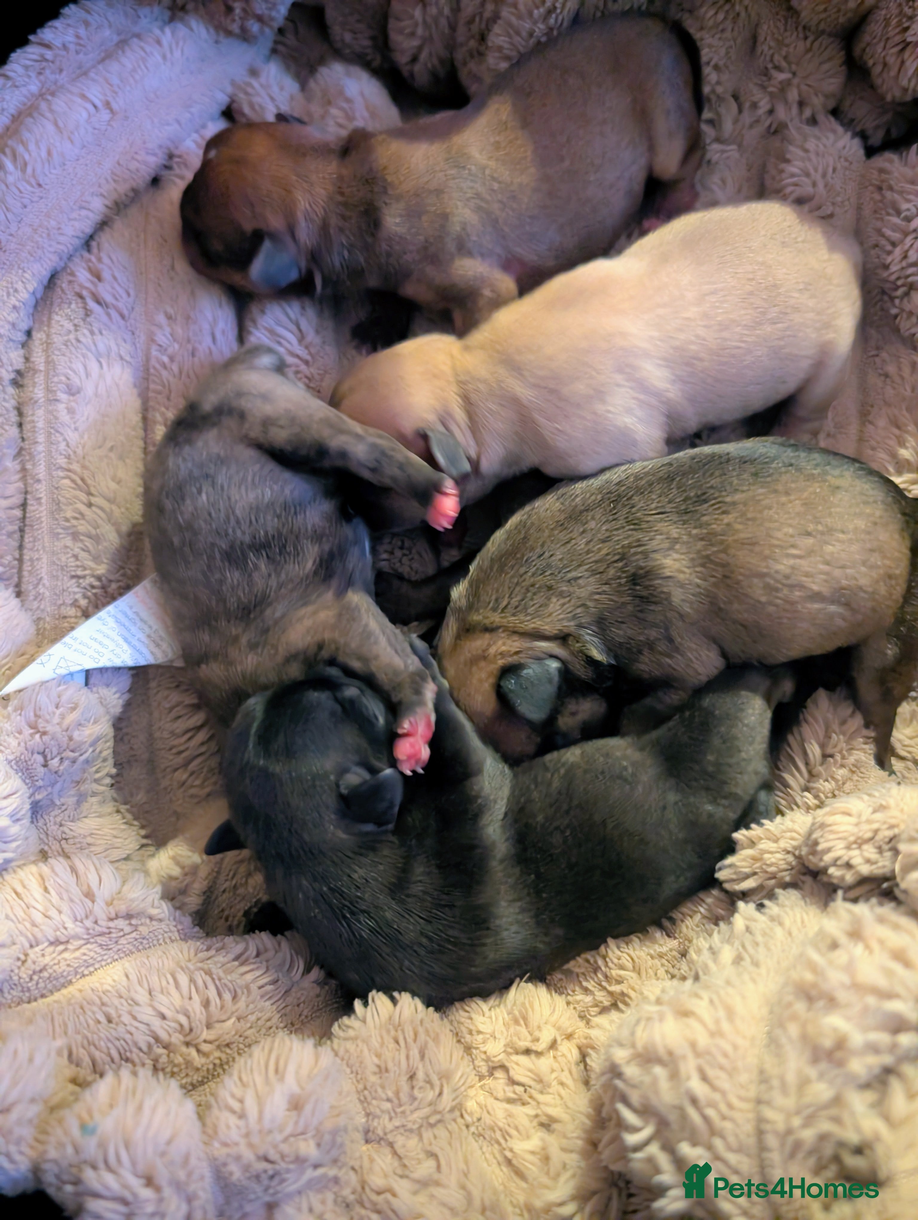 Mixed Breed dogs 75% Frenchie puppies - Advert 1