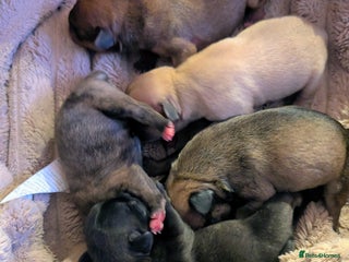 Mixed Breed dogs 75% Frenchie puppies - Advert 1