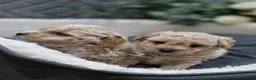 Maltipoo dogs for sale: Tiny Maltipoo F1B Puppies  in Motherwell - Advert 4