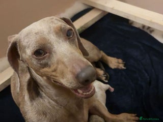 Miniature Dachshund dogs - Advert 26