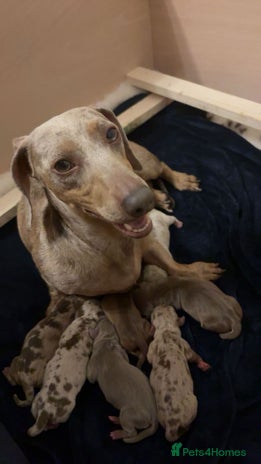 Miniature Dachshund dogs - Advert 16