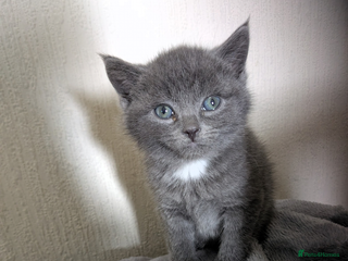 Domestic Shorthair cats Grey kitten - Advert 3