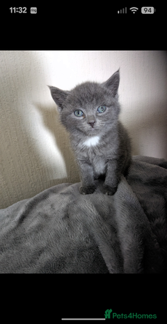 Domestic Shorthair cats Grey kitten - Advert 1