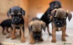 Border Terrier dogs for sale: Quality Border Terrier Puppies - Image 6