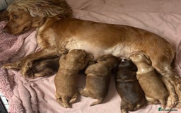 Cocker Spaniel dogs for sale: Show cocker spaniel puppies  - Image 3