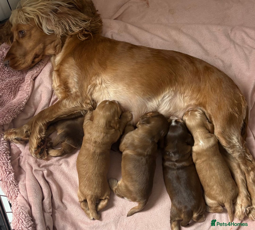 Cocker Spaniel dogs for sale: Show cocker spaniel puppies  - Image 3