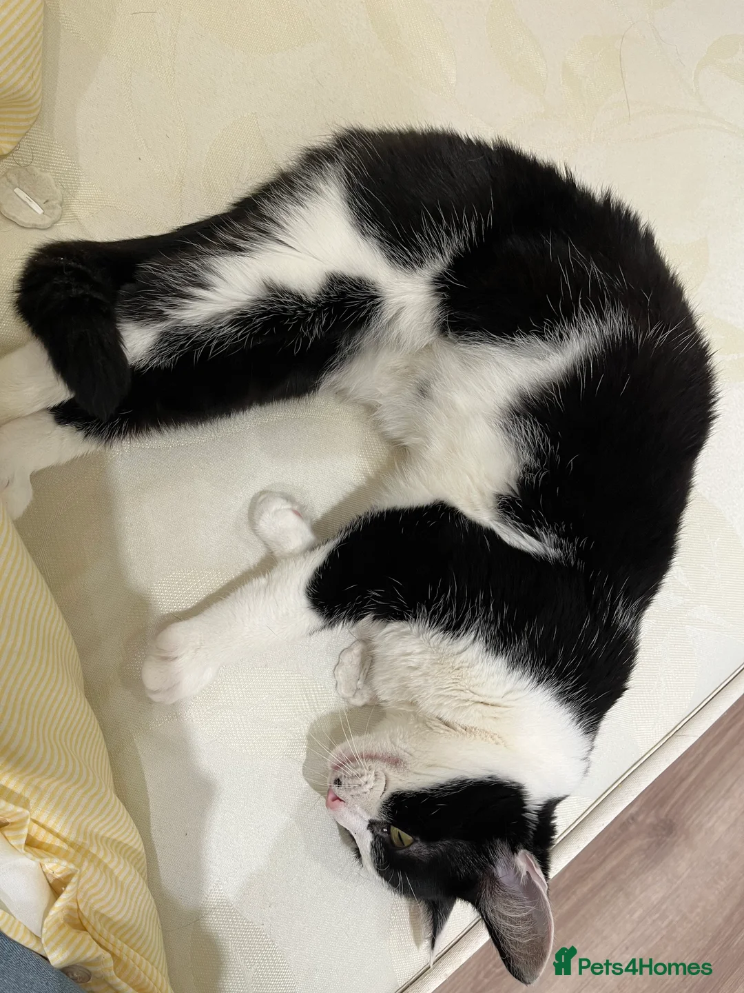 Mixed Breed cats for sale: Oreo  - Advert 5