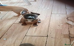 Mixed Breed dogs for sale: Dog de bordeaux female puppy - Image 1