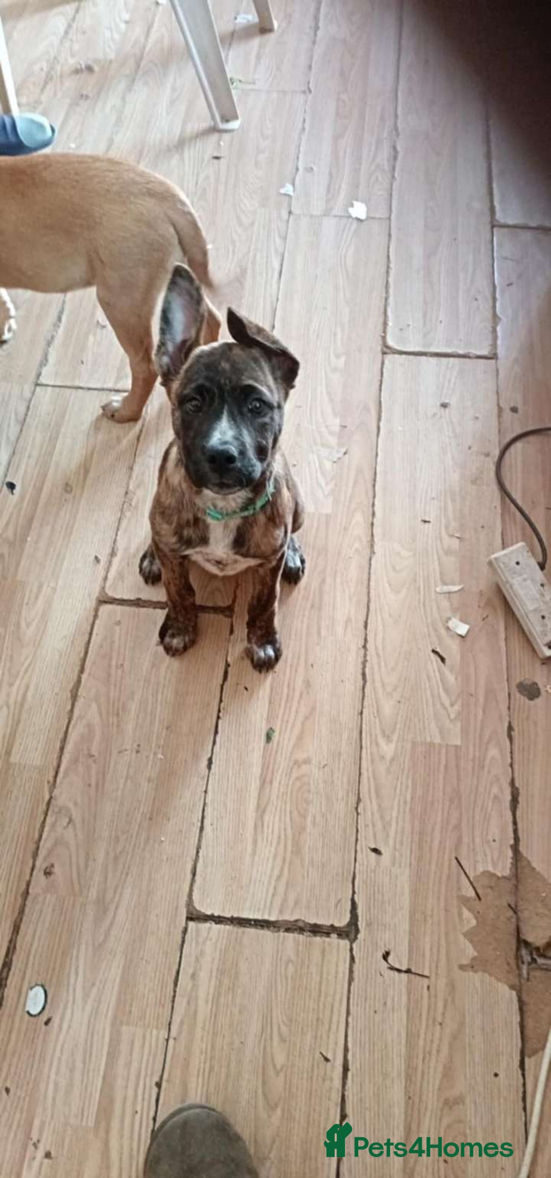 Mixed Breed dogs for sale: Dog de bordeaux female puppy - Image 1