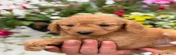 Labradoodle dogs for sale: F1B Miniature Labradoodles.  - Advert 31