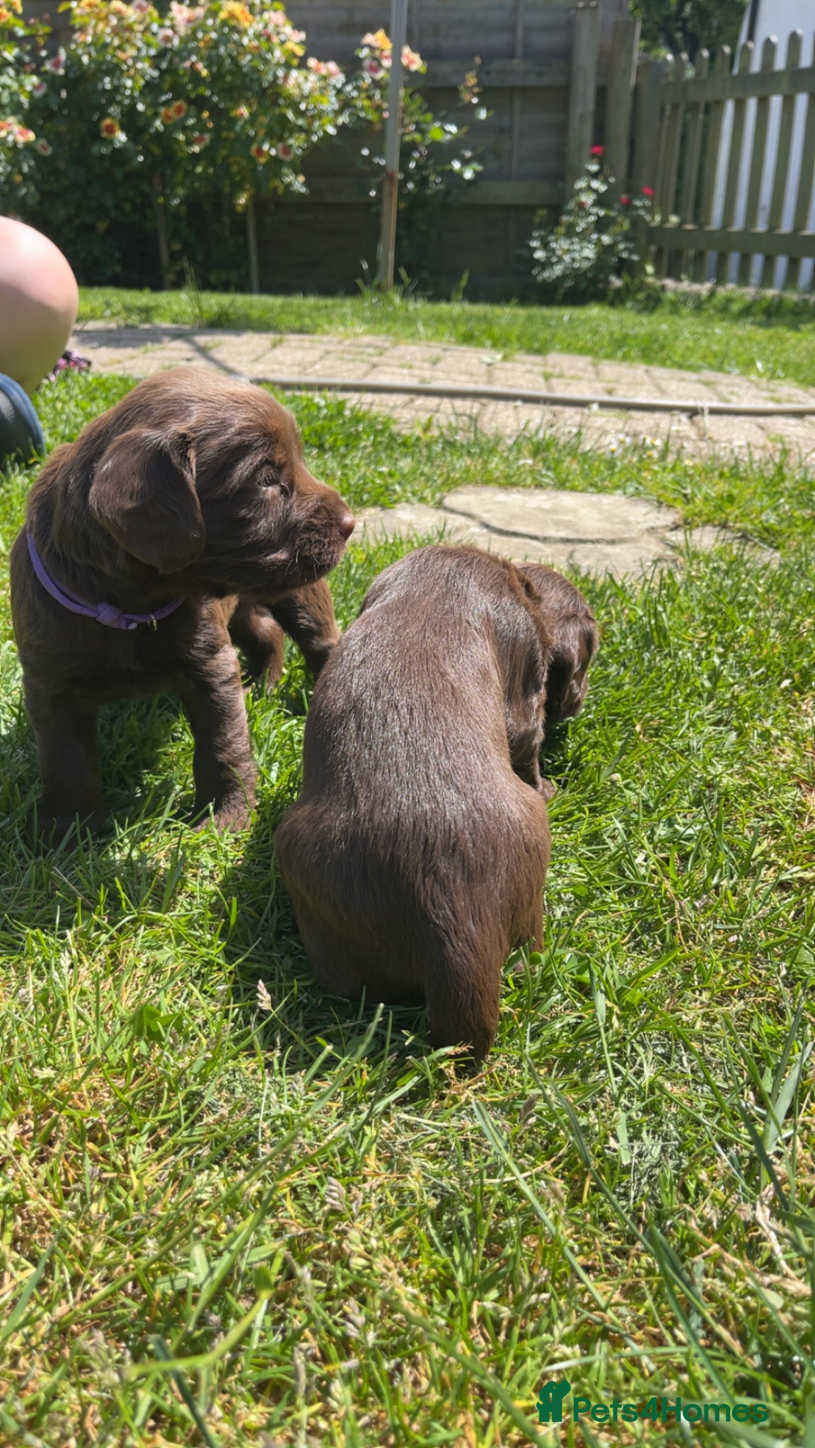 Sprocker dogs for sale: Fully health tested F1 working Sprocker spaniels  - Advert 6