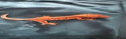Gecko reptiles for sale: Baby gargoyle geckos and baby cresties lilys etx - Advert 14