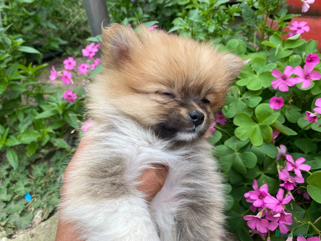 Pomeranian dogs for sale: Beautiful Russian bloodline Pomeranian puppies - Image 2