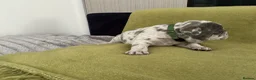 French Bulldog dogs for sale: French bulldog  - Advert 14