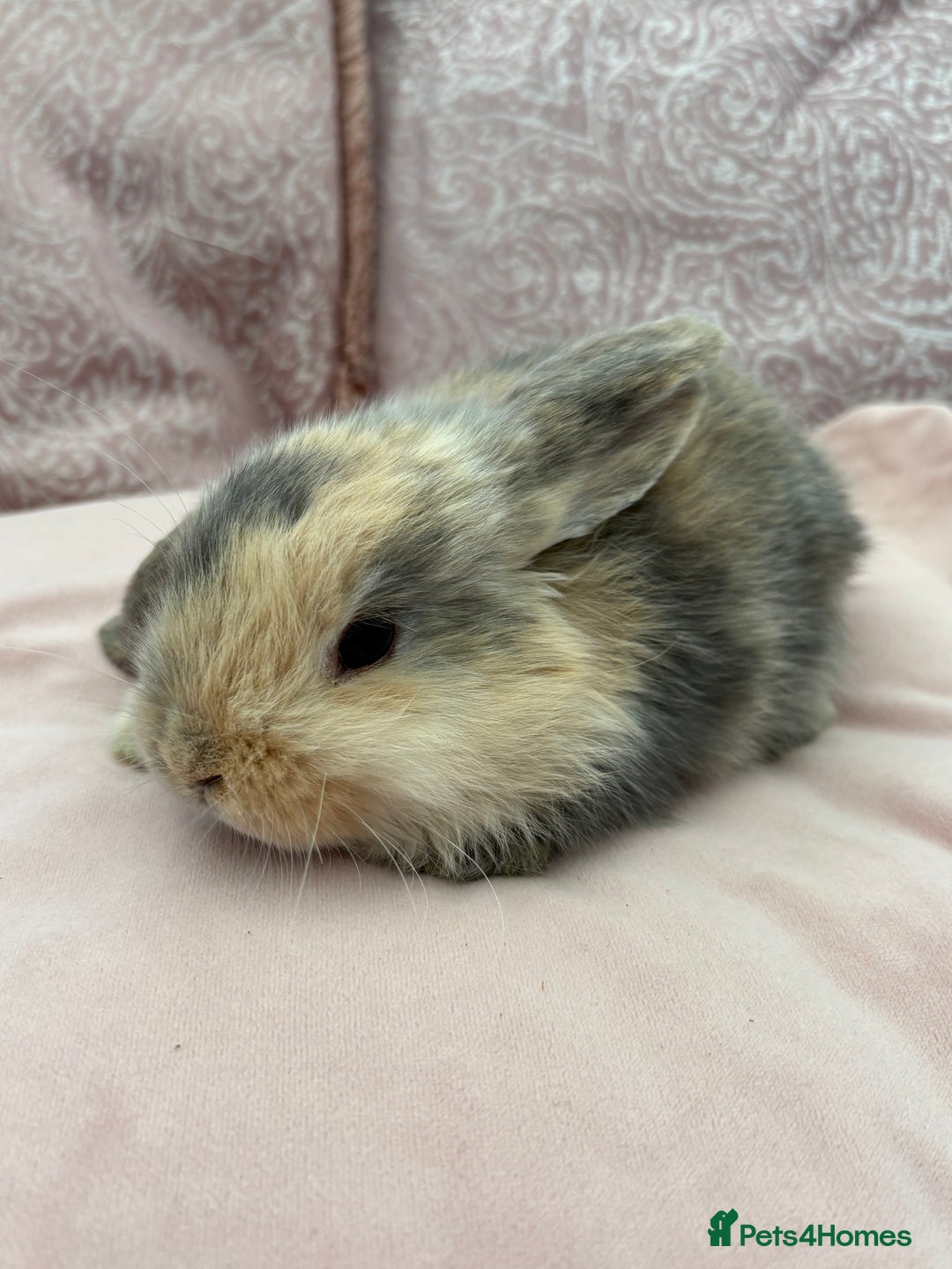 Mini Lop rabbits for sale: Beautiful mini lop bunnies  - Advert 4