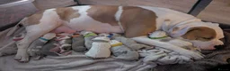 American Bulldog dogs for sale: American Bulldog Puppies - Advert 37