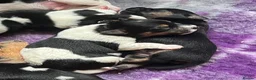 Jack Russell dogs for sale: Beautiful litter of Jack Russel puppies  in Milnthorpe - Advert 11