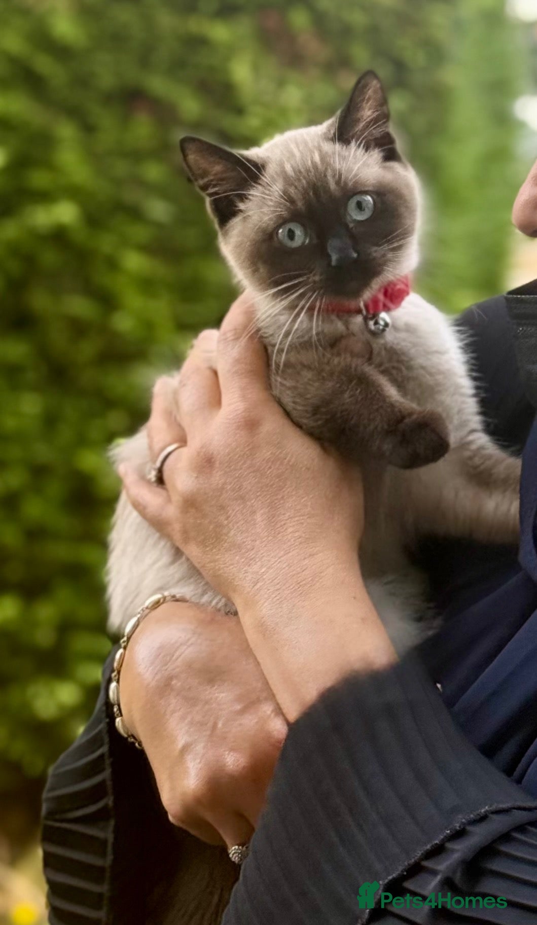 Ragdoll cats Ragdoll 4 months kitten  - Advert 12