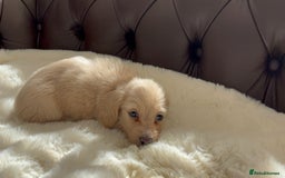 Miniature Dachshund dogs for sale: Ee cream miniature Dadchound  - Image 3