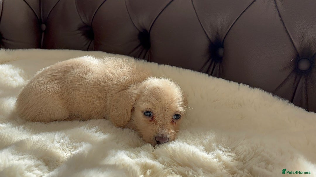Miniature Dachshund dogs for sale: Ee cream miniature Dadchound  - Image 3