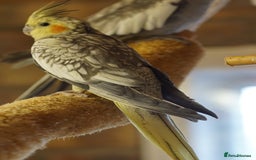 Cockatiels birds for sale: Young Cockatiels - Image 13