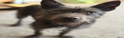 Mixed Breed dogs for adoption: Cute Mocha looking for LOVE  - Advert 15