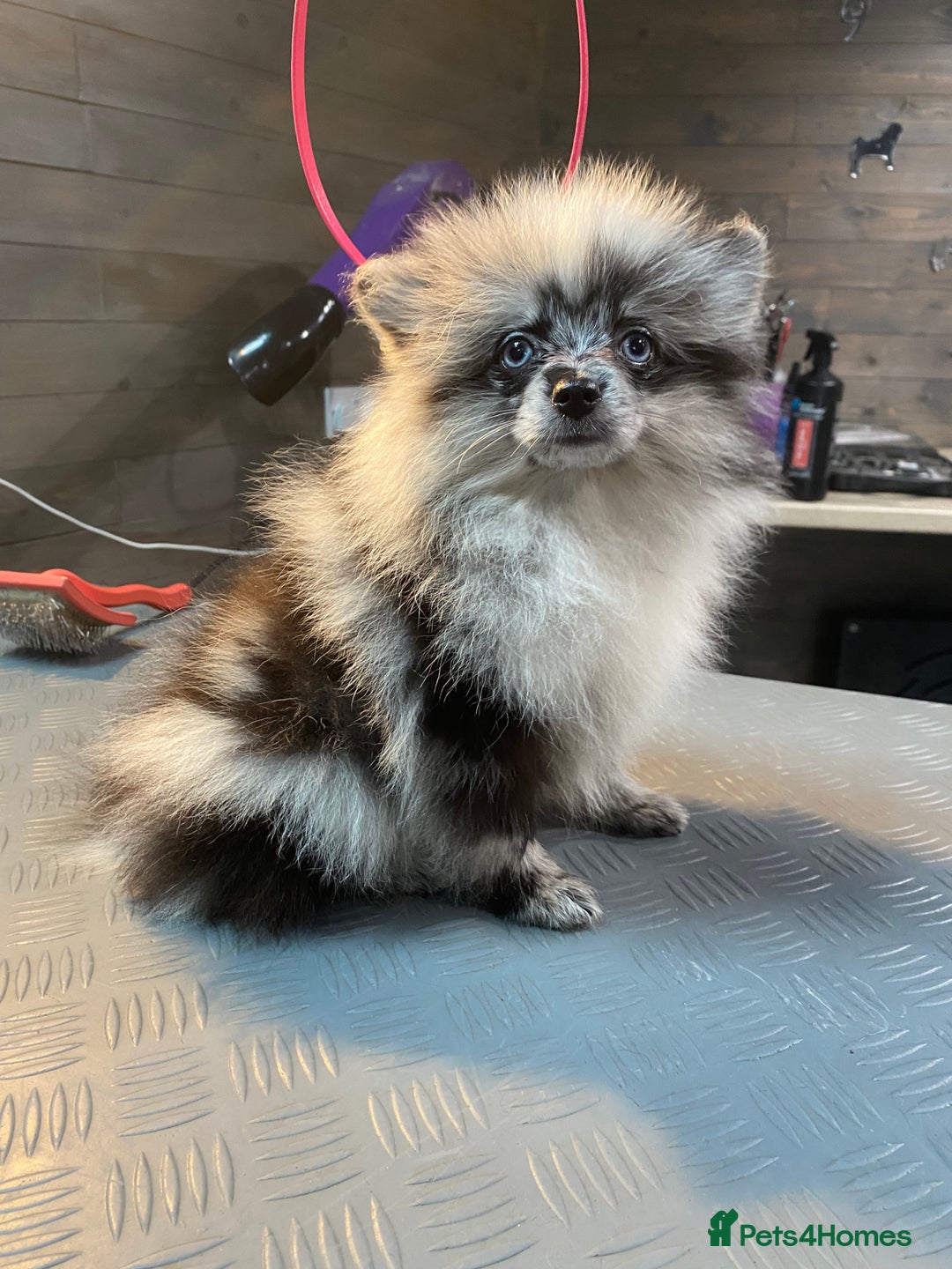 Pomeranian dogs for sale: Super cute sassy poms - Advert 5