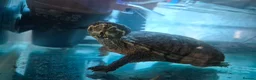 Turtle reptiles for sale: MUSK TURTLE FOR SALE FEMALE 5 YEAR OLD in Preston - Advert 4