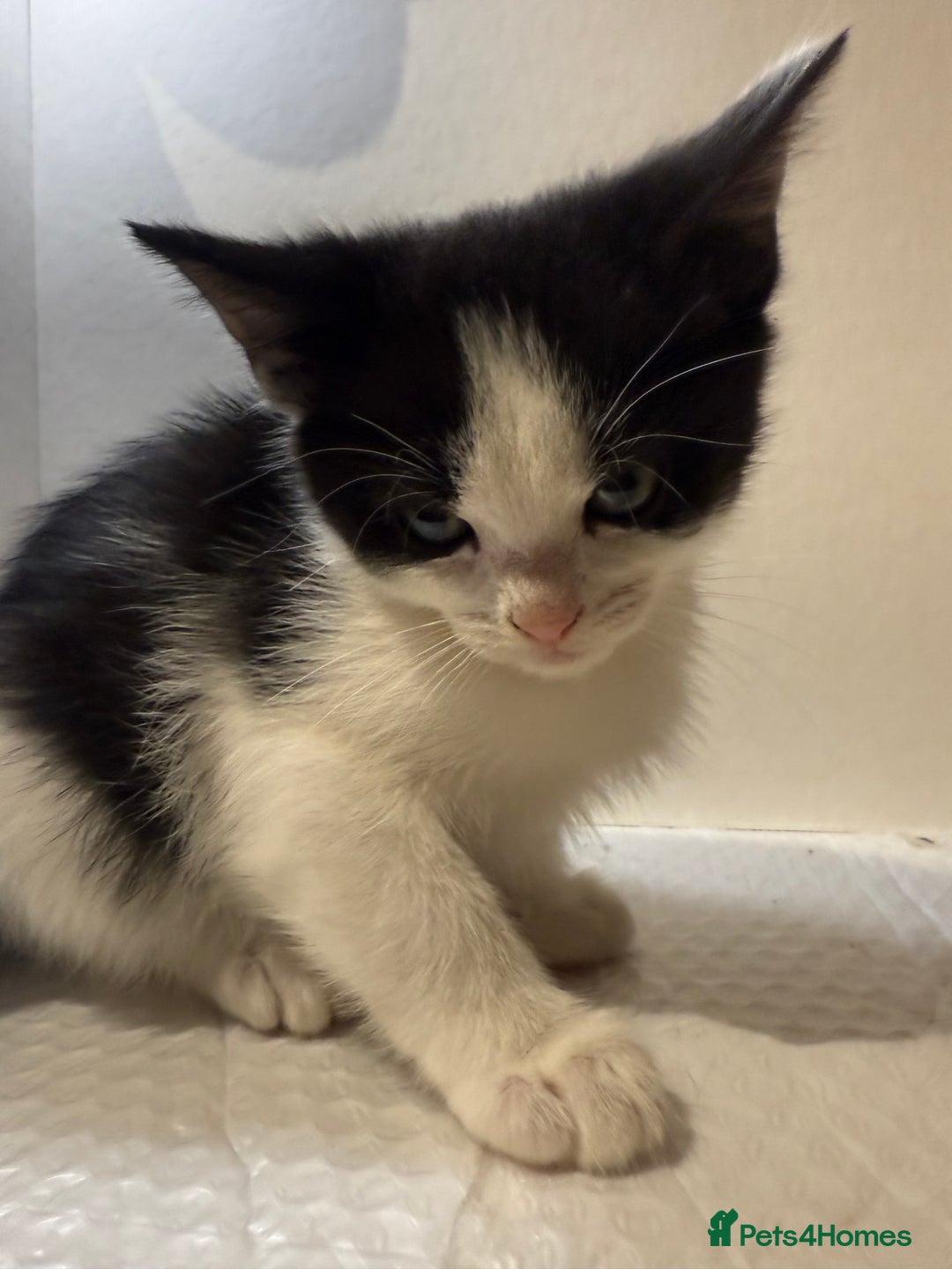 Korat cats for sale: Cute playful kittens ready for their new home 🖤🤍 - Advert 11