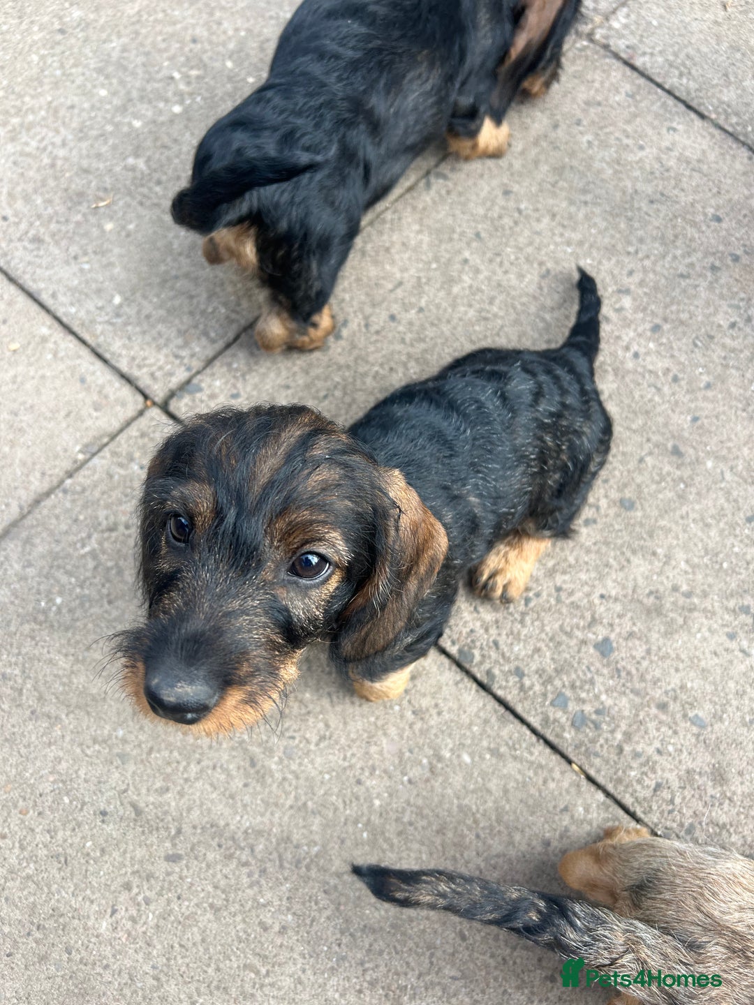 Dachshund dogs for sale: Beautiful KC registered wire haired Dachshunds in Bridgnorth - Image 18