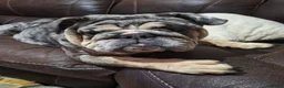 English Bulldog dogs for sale: Grey merl bulldog bitch in Rotherham - Advert 9
