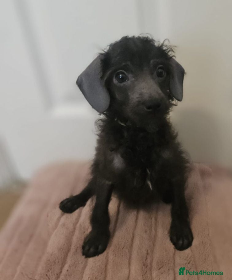 Mixed Breed dogs Ready to leave ❤️REDUCED🏡🥰 - Advert 8