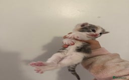 Mixed Breed cats for sale: Beautiful tabby mixed calico cross Persian kitten  - Image 5