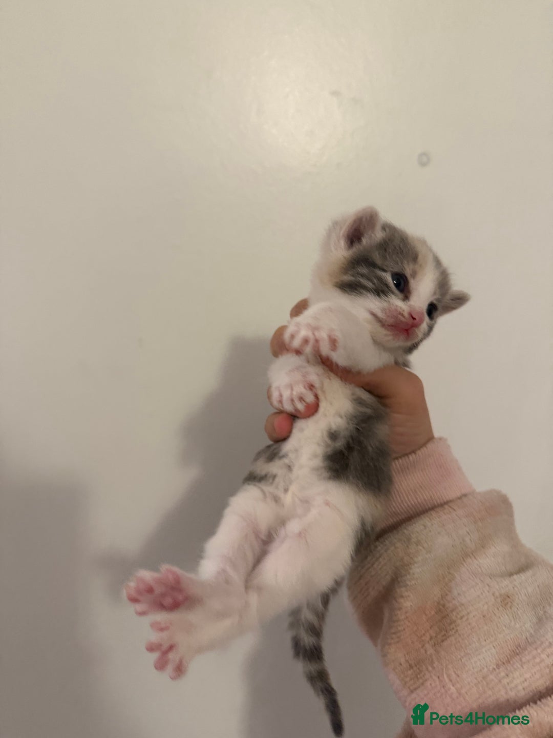 Mixed Breed cats for sale: Beautiful tabby mixed calico cross Persian kitten  - Image 5