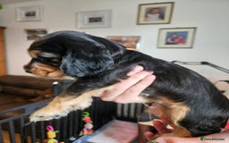 Cocker Spaniel dogs for sale: Sable Show Cocker spaniel Puppies ready now - Image 19