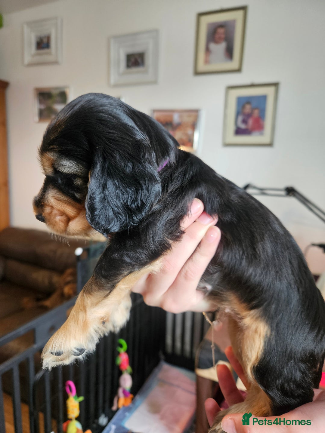 Cocker Spaniel dogs for sale: Sable Show Cocker spaniel Puppies ready now - Image 19