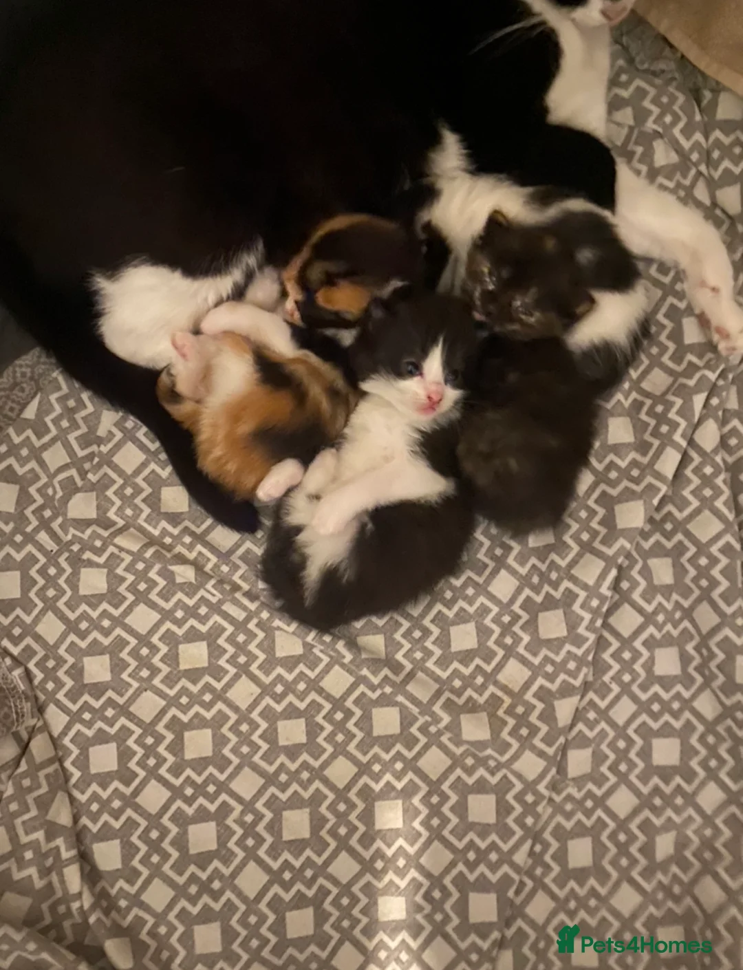 Domestic Shorthair cats for sale: 4 Beautiful kittens looking for loving homes - Advert 6