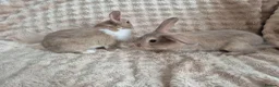 Mini Lop rabbits for sale: Mini lops beige / grey / black / white - Advert 3