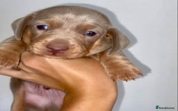 Dachshund dogs for sale: ‼️Isabel and tan miniature boy‼️ready now ‼️ - Image 3