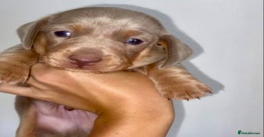 Dachshund dogs - Advert 6