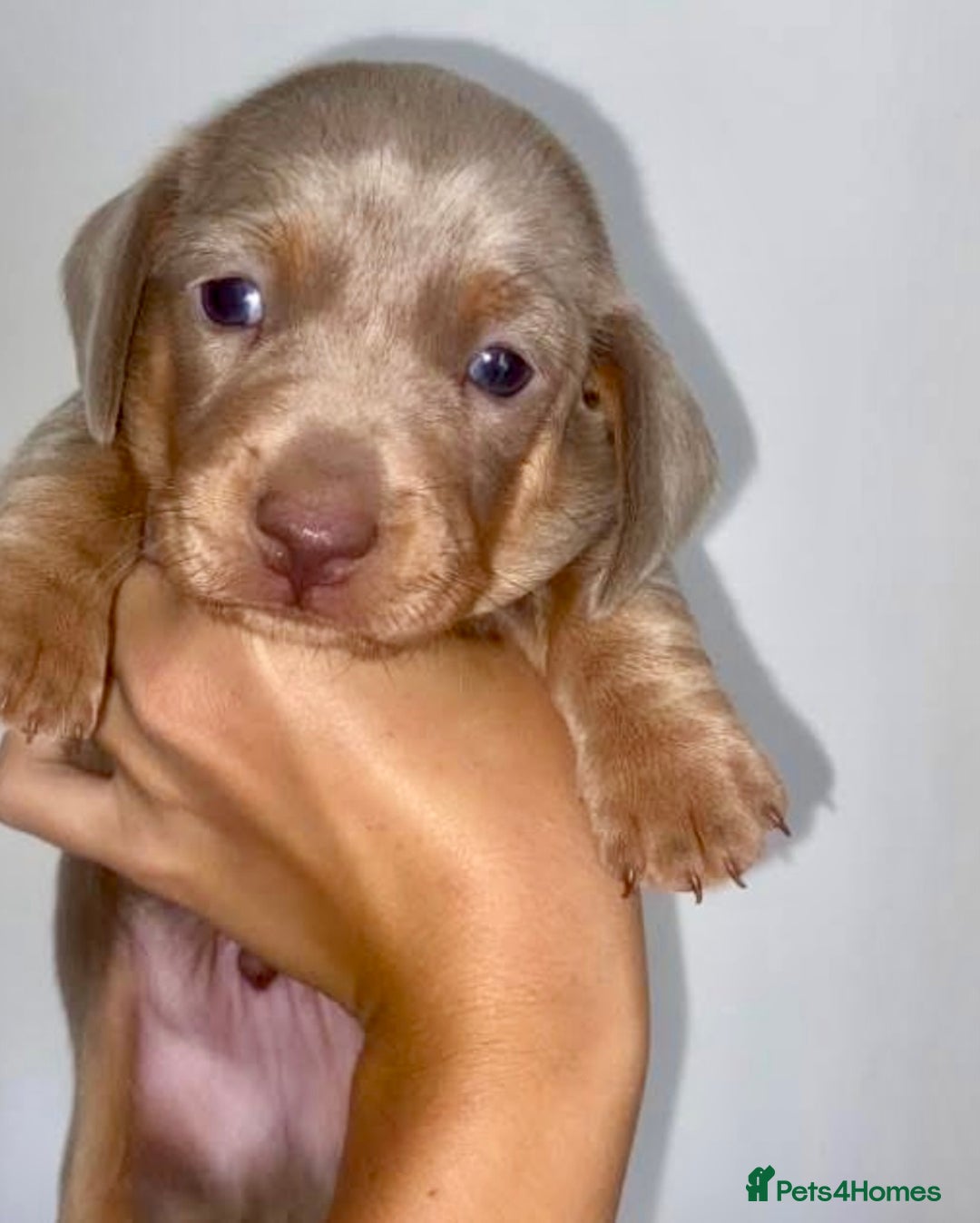 Dachshund dogs for sale: ‼️Isabel and tan miniature boy‼️ready now ‼️ - Image 3