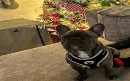 French Bulldog dogs for sale: 17 month Male French bulldog  - Image 1