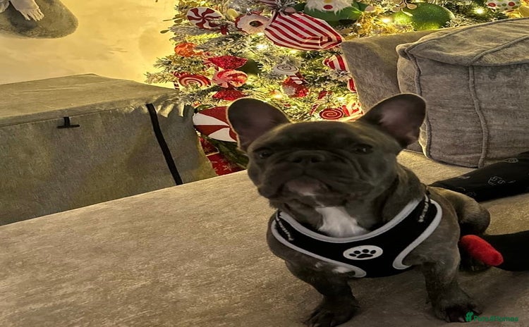 French Bulldog dogs - Advert 7
