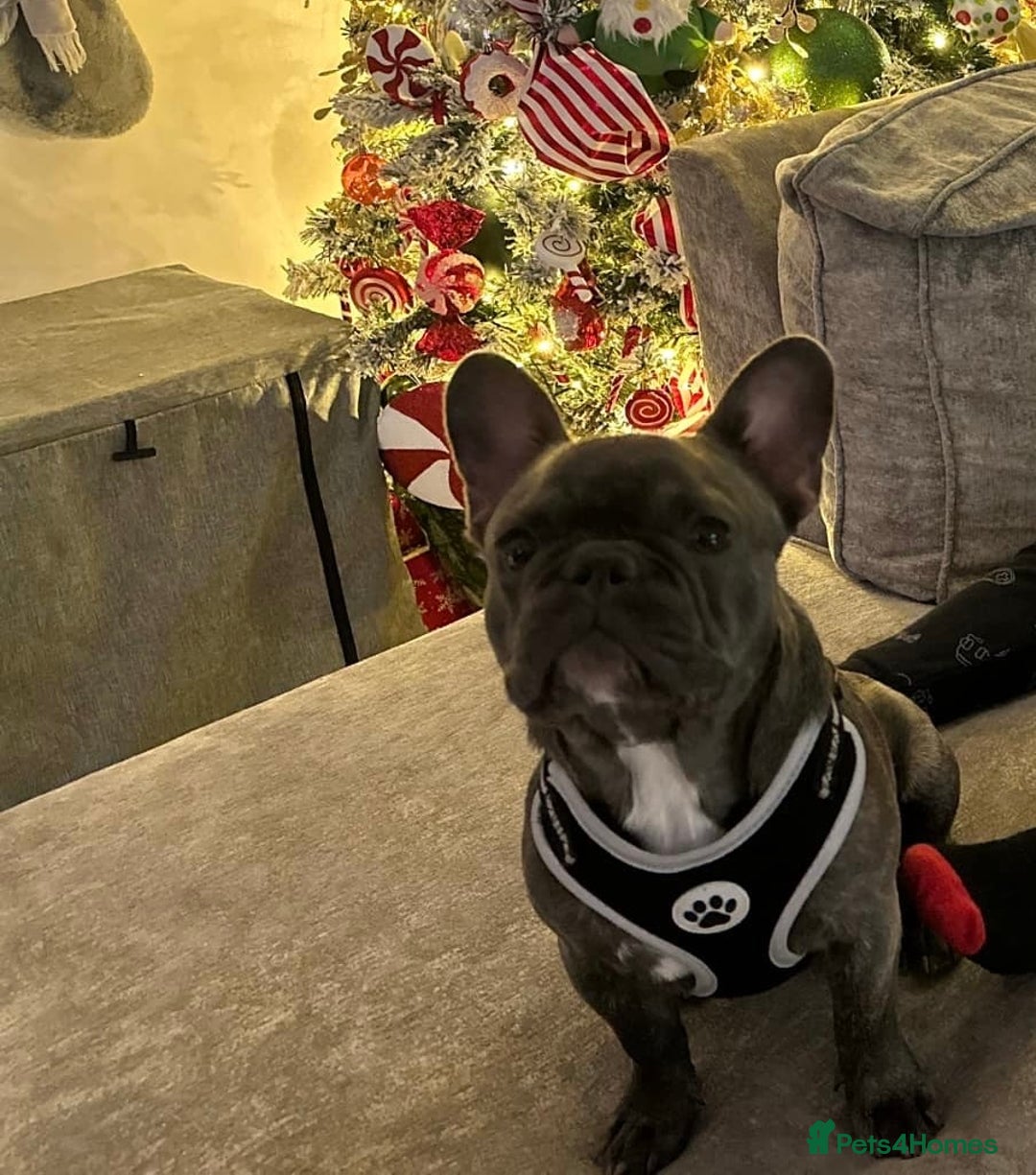 French Bulldog dogs for sale: 17 month Male French bulldog  - Image 1