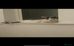 Domestic Shorthair cats for sale: Trixie  - Image 1